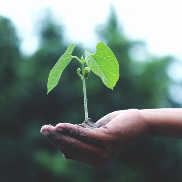 hand holding plant