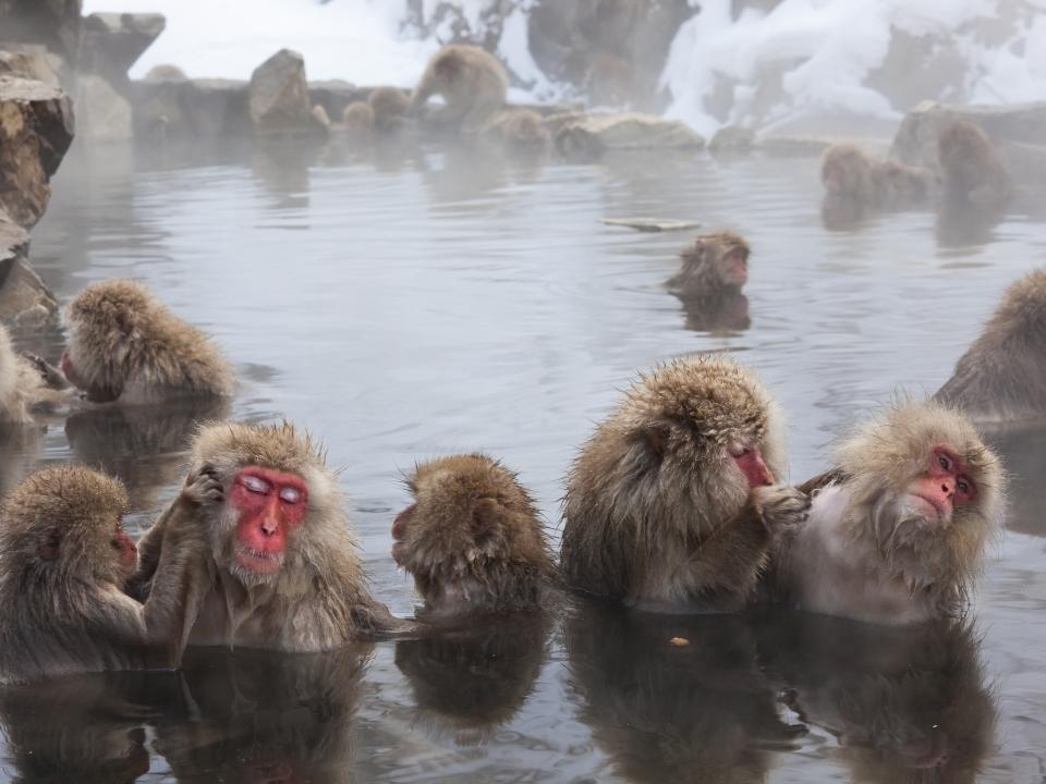 Snow Monkeys Soak in Hotsprings